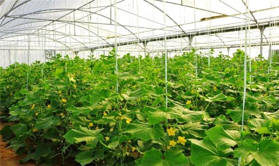 اتصال بیش از3 هزار واحد گلخانه ای استان یزد به شبکه گاز طبیعی