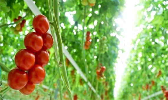 لزوم توسعه کشت گلخانه‌ای برای مدیریت منابع آبی در یزد