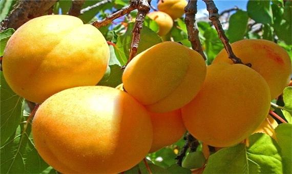 کاهش برداشت زردآلو در استان یزد به 30 هزار تن