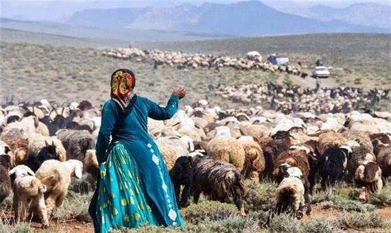 طرح خرید دام سبک وسنگین پرواری آغاز شد