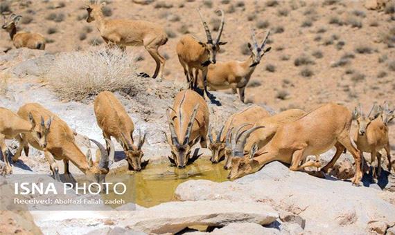 خشکسالی و سگهای ولگرد بلای جان حیات وحش یزد