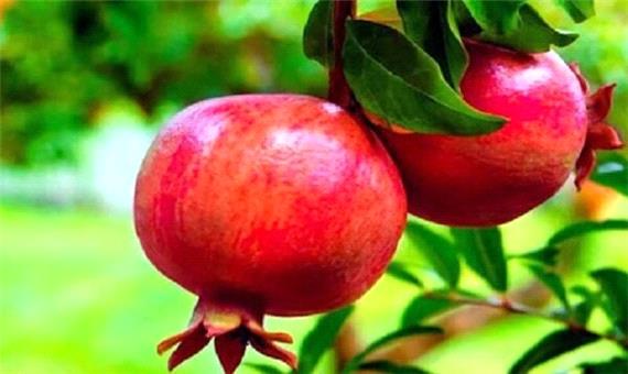 امسال 125 هزار تن از انارستان‌های استان یزد برداشت می شود