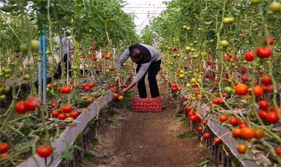 آغاز برداشت محصولات گلخانه‌ای در خضرآباد