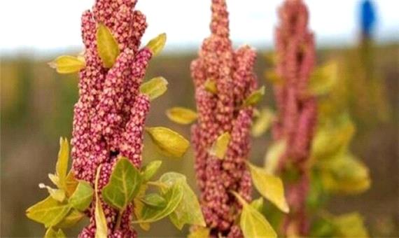 تغییر الگوی کشت در استان یزد با کشت کینوا