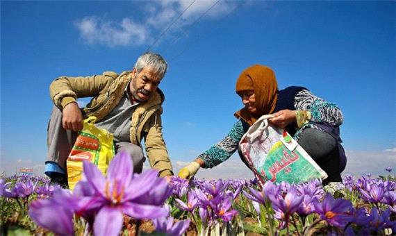 افزایش 20 درصدی تولید زعفران در بخش ندوشن