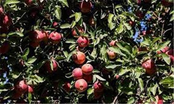 برداشت 2000 کیلوگرم زعفران خشک از مزارع بهاباد یزد