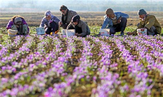 درآمد 80 میلیارد تومانی زعفران‌کاران یزدی