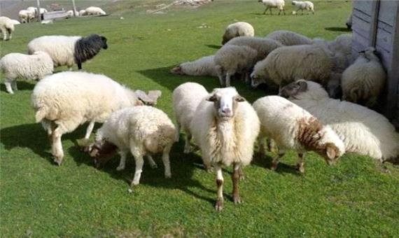 طرح تولید قراردادی دام سبک در یزد اجرا می شود