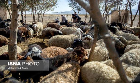 تولید قراردادی دام سبک با تحویل نهاده مدت‌دار در یزد