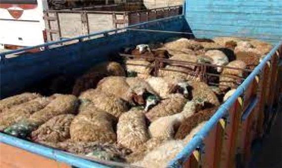 کشف 99 راس دام قاچاق در یزد
