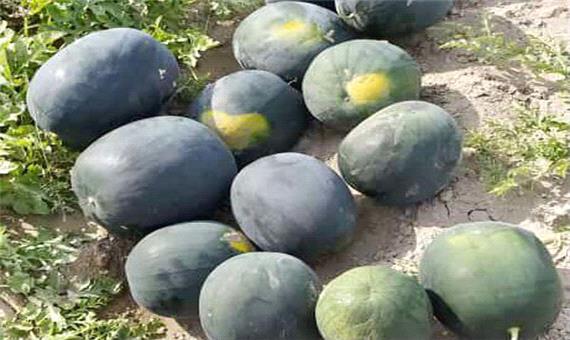 سطح کشت هندوانه در فامنین به صفر رسید