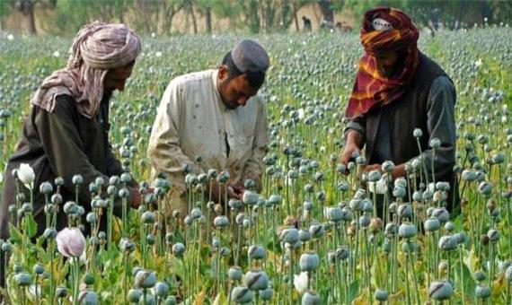 بیش از 170 تن مواد مخدر در هرات کشف شده است