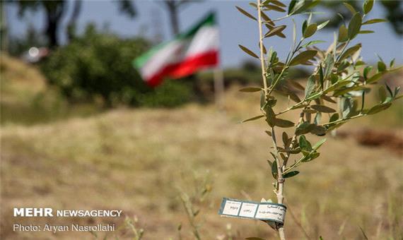 1250 اصله نهال زیتون بین شهروندان بهابادی توزیع شد
