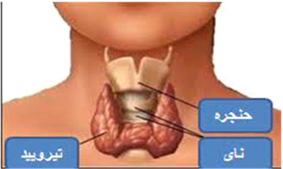 استفاده از هورمون تیروئید برای درمان چاقی