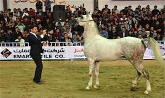 برگزاری همایش شوسواره اسب در میبد