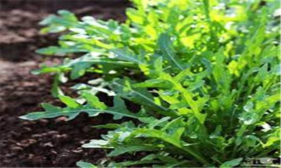 گیاه منداب جایگزین خوبی برای کود‌های شیمیایی