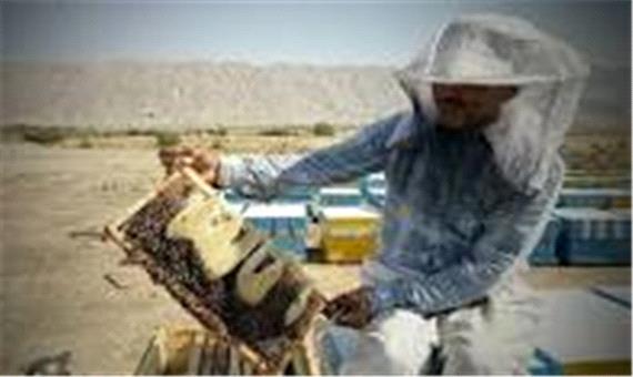 برداشت عسل در استان یزد آغاز شد