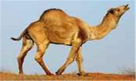 شتر‌های لوک به یزد می‌آیند
