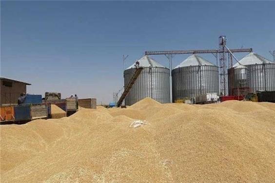 بخشی از مطالبات گندم‌کاران واریز شد