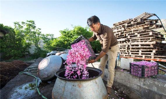 روستاهای مهریز مستعد توسعه کشت گل محمدی