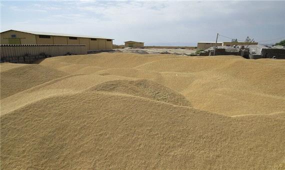 خرید گندم تضمینی از کشاورزان ابرکوه 60 درصد کاهش یافت