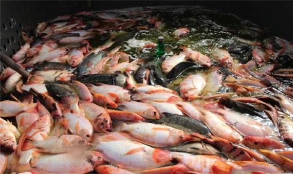 پیش بینی برداشت بیش از 200 تن ماهی تیلاپیا در بافق