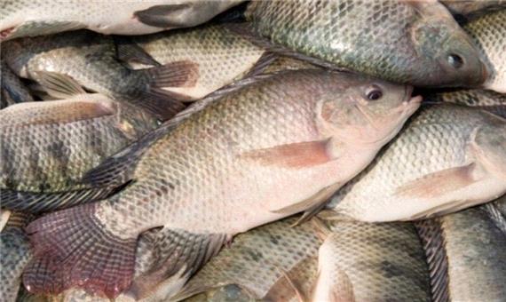 مدیر جهاد کشاورزی بافق : 241 تن ماهی تیلاپیا در این شهرستان برداشت شد