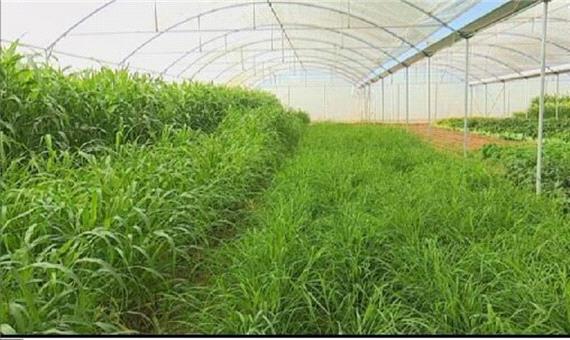پژوهشگران یزدی برای نخستین بار علوفه گلخانه‌ای در استان تولید کردند