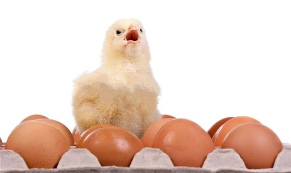 توزیع 2 هزارو 350 مرغ تخمگذار بین سالمندان تفتی با هدف ایجاد اشتغال