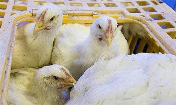 کشف 2700 قطعه مرغ زنده قاچاق در ابرکوه