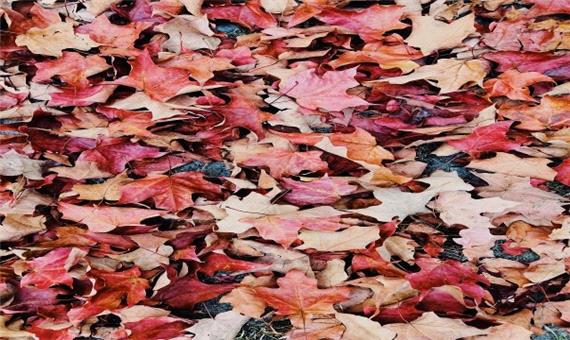 برگ‌های پاییزی را برای عکس‌های یادگاری مردم نگه دارید