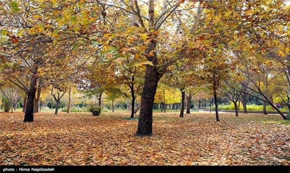 سخنان عجیب شهردار یزد؛ برگ‌های پاییزی را برای عکس‌های یادگاری مردم نگه دارید