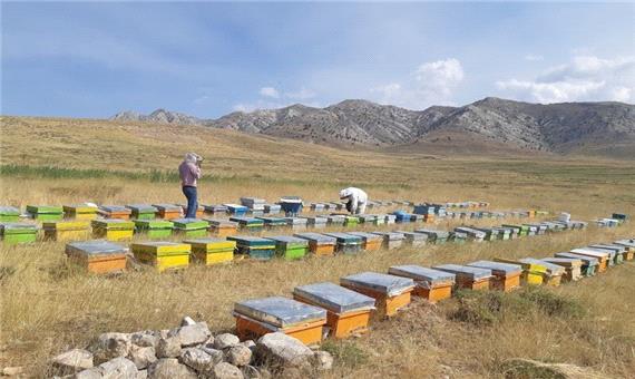 تولید عسل امسال در ابرکوه بر اثر خشکسالی 30 درصد کاهش یافت
