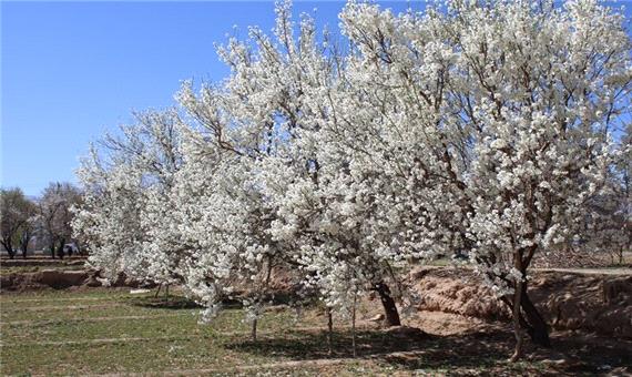 درختان بادام در مهریز به شکوفه نشست