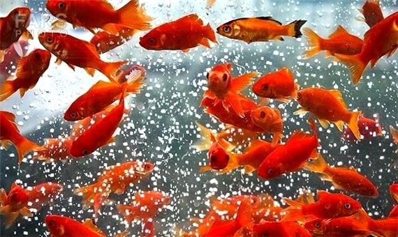توصیه کارشناس بیماری‌های آبزیان یزد در مورد خرید ماهی قرمز