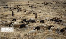 خشکسالی، سه هزار میلیارد ریال به عشایر یزد خسارت زد