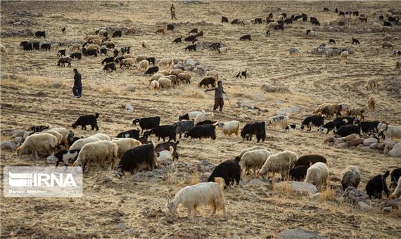خشکسالی، سه هزار میلیارد ریال به عشایر یزد خسارت زد