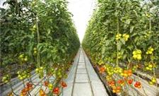 رتبه سوم استان یزد در تولید محصولات گلخانه‌ای در کشور