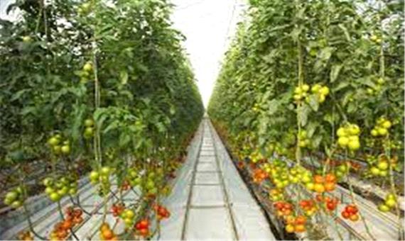 رتبه سوم استان یزد در تولید محصولات گلخانه‌ای در کشور