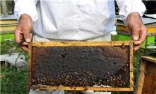 تولید عسل طبیعی در مهریز یزد 40 درصد کاهش یافت