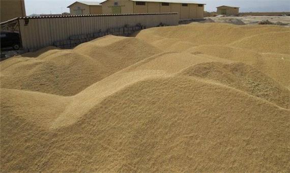 خشکسالی تولید گندم را در ابرکوه 30 درصد کاهش داد