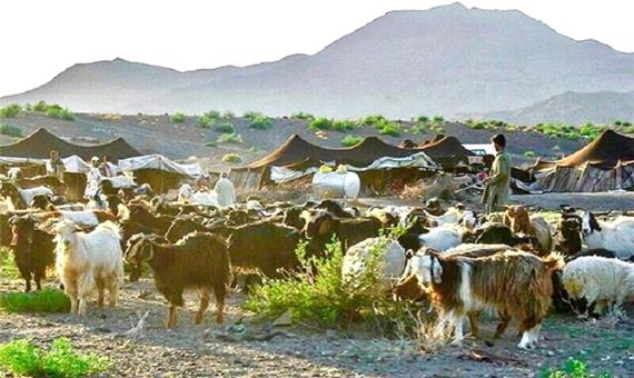 تولید 20 درصد گوشت یزد توسط عشایر/عشایر باغ معدن تشنه‌اند