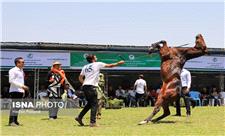 یزد میزبان سی‌ و دومین مسابقات زیبایی اسب اصیل عرب