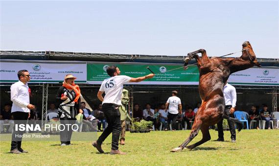 یزد میزبان سی‌ و دومین مسابقات زیبایی اسب اصیل عرب