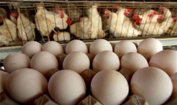 افزایش 100 درصدی صادرات تخم‌مرغ از استان مرکزی