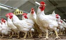 ارتقای کیفیت مرغ تولیدی استان یزد یکی از دلایل گرانی آن