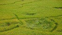 تخریب منابع اراضی حاصلخیز؛ تهدیدی برای امنیت غذایی
