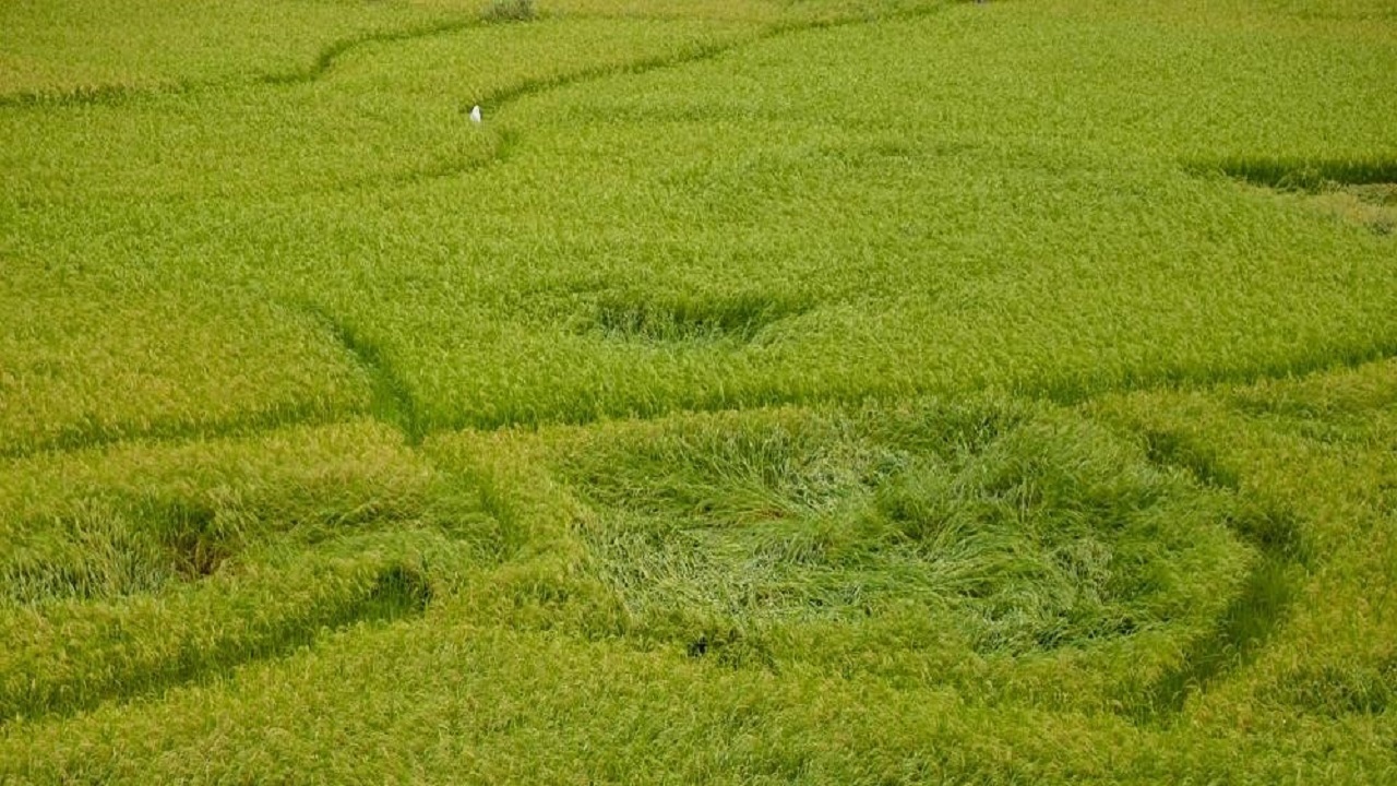 خبر یزد