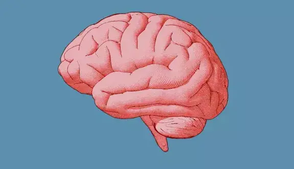آیا واقعا فقط ۱۰ درصد از مغزمان را استفاده می‌کنیم؟ بررسی علمی یک افسانه رایج