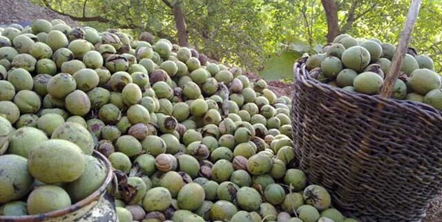 خبر یزد